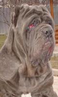 Neapolitan Mastiff Jigsaw Puzzles capture d'écran 1