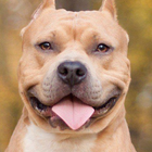 Icona Pit Bulls Dog Nuovi sfondi HD