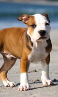 2 Schermata Pit Bulls Dog Nuovi sfondi HD