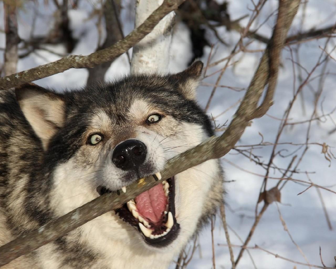 Вольф новое. Волк санитар леса. Волк в природе фото. Оскал волка в лесу. Волчара грейпфрут.
