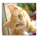 Pictures of Cats APK