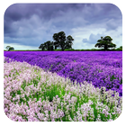 Waiting 91 Launcher Pro Theme أيقونة