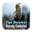 Tips Merawat Burung Cockatiel