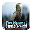 Tips Merawat Burung Cockatiel APK