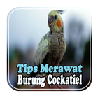 Tips Merawat Burung Cockatiel biểu tượng