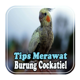 Tips Merawat Burung Cockatiel biểu tượng