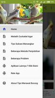 Tips Merawat Burung Cockatiel bài đăng