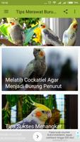 Tips Merawat Burung Cockatiel ảnh chụp màn hình 1