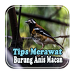 Tips Merawat Burung Anis Macan