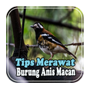 Tips Merawat Burung Anis Macan APK