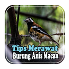 Tips Merawat Burung Anis Macan biểu tượng