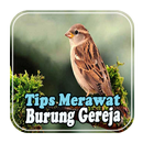 Tips Merawat Burung Gereja APK