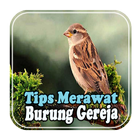 Tips Merawat Burung Gereja biểu tượng