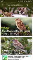 Tips Merawat Burung Gereja ảnh chụp màn hình 1