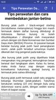 Tips Merawat Burung Jalak ảnh chụp màn hình 3