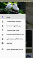 Tips Merawat Burung Jalak bài đăng