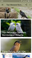Tips Merawat Burung Jalak ảnh chụp màn hình 1