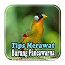 Tips Merawat Burung Pancawarna APK