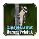 Tips Merawat Burung Pelatuk APK