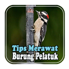 Tips Merawat Burung Pelatuk biểu tượng