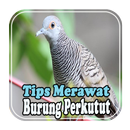 Tips Merawat Burung Perkutut APK