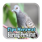 Tips Merawat Burung Perkutut biểu tượng