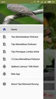 Tips Merawat Burung Perkutut bài đăng