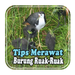 Tips Merawat Burung Ruak-Ruak