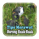 Tips Merawat Burung Ruak-Ruak APK