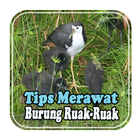 Tips Merawat Burung Ruak-Ruak biểu tượng
