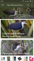 Tips Merawat Burung Ruak-Ruak ảnh chụp màn hình 1