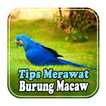Tips Merawat Scarlet Macaw