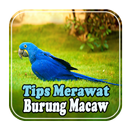 Tips Merawat Scarlet Macaw APK