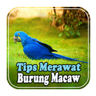 Tips Merawat Scarlet Macaw biểu tượng