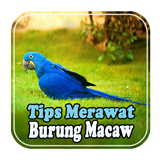Tips Merawat Scarlet Macaw biểu tượng