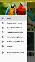 Tips Merawat Scarlet Macaw bài đăng