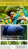 Tips Merawat Scarlet Macaw ảnh chụp màn hình 1