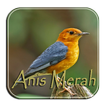 Masteran Anis Merah Ngeplong