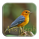 Masteran Anis Merah Ngeplong APK