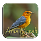 Masteran Anis Merah Ngeplong biểu tượng