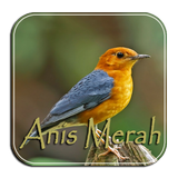 Masteran Anis Merah Ngeplong biểu tượng