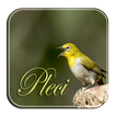 Masteran Pleci Ngalas Ngerol