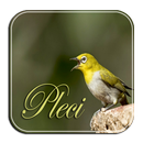 Masteran Pleci Ngalas Ngerol APK
