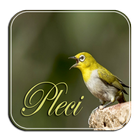 Masteran Pleci Ngalas Ngerol biểu tượng