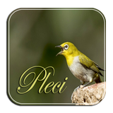 Masteran Pleci Ngalas Ngerol biểu tượng