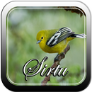 Masteran Sirtu Gacor APK