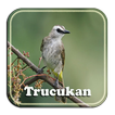 Masteran Trucukan Rompel