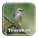 Masteran Trucukan Rompel APK