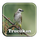 Masteran Trucukan Rompel biểu tượng