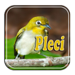 Terapi Pleci Ngalas
